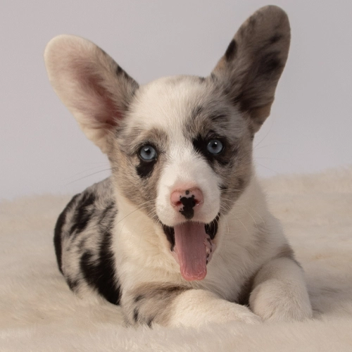 Cachorro Pembroke Welsh Corgi merle mirando a cámara
