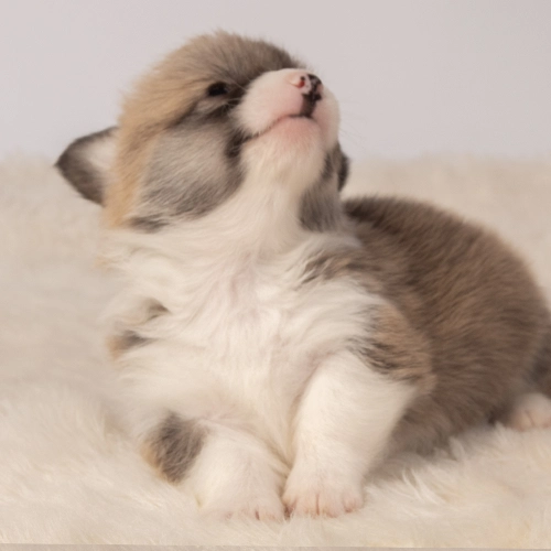 Pequeño cachorro Corgi gris y blanco