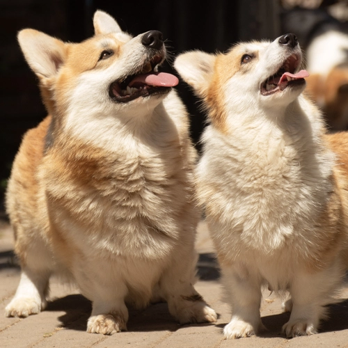 Dos Corgis en el criadero