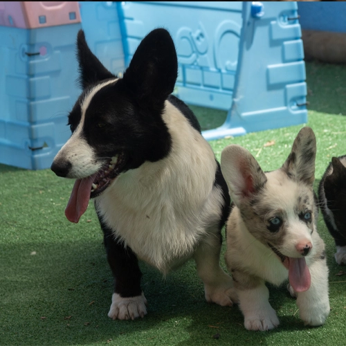 Corgi adulto junto a un cachorro merle
